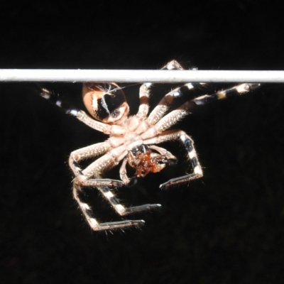 Neosparassus calligaster (Beautiful Badge Huntsman) at Kambah, ACT - 28 Feb 2022 by HelenCross