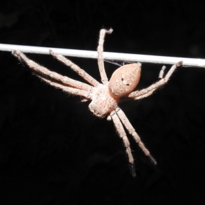 Neosparassus calligaster at Kambah, ACT - 28 Feb 2022