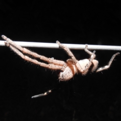 Neosparassus calligaster at Kambah, ACT - suppressed