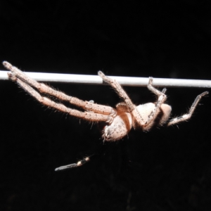 Neosparassus calligaster at Kambah, ACT - 28 Feb 2022