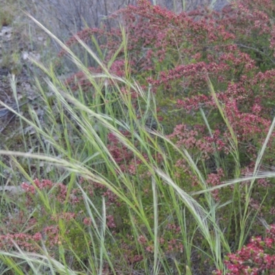 Vulpia (genus) (A Squirreltail Fescue) at Tennent, ACT - 9 Nov 2021 by MichaelBedingfield