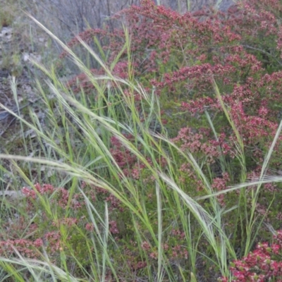 Vulpia sp. (A Squirreltail Fescue) at Tennent, ACT - 9 Nov 2021 by michaelb