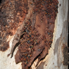 Dindymus versicolor (Harlequin Bug) at Kambah, ACT - 28 Feb 2022 by HelenCross
