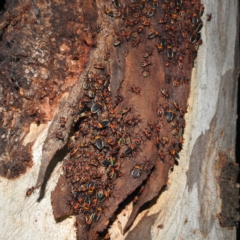 Dindymus versicolor (Harlequin Bug) at Lions Youth Haven - Westwood Farm A.C.T. - 28 Feb 2022 by HelenCross