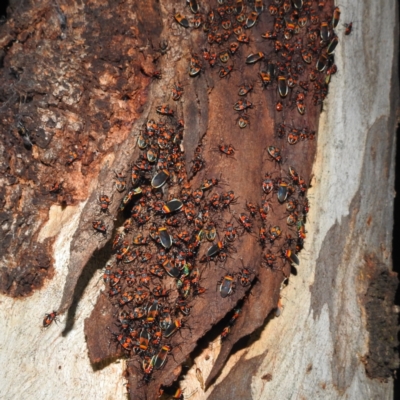 Dindymus versicolor (Harlequin Bug) at Kambah, ACT - 28 Feb 2022 by HelenCross