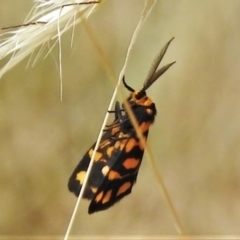 Asura lydia (Lydia Lichen Moth) at Gundaroo, NSW - 18 Feb 2022 by Gunyijan