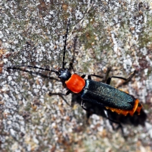 Chauliognathus tricolor at O'Connor, ACT - 27 Feb 2022