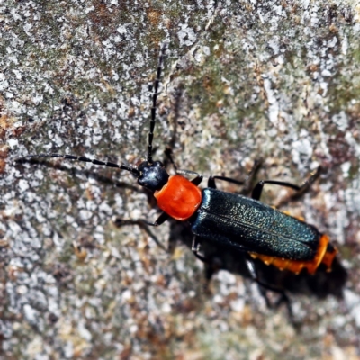 Chauliognathus tricolor (Tricolor soldier beetle) at Sullivans Creek, O'Connor - 26 Feb 2022 by ibaird