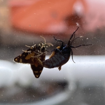 Cebysa leucotelus (Australian Bagmoth) at Wanniassa, ACT - 1 Mar 2022 by jks