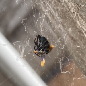 Cebysa leucotelus at Wanniassa, ACT - 1 Mar 2022