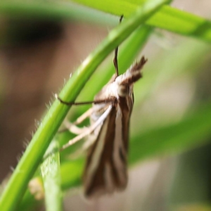 Hednota species near grammellus at O'Connor, ACT - 27 Feb 2022 10:52 AM