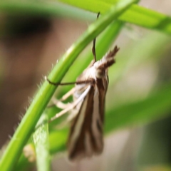 Hednota species near grammellus (Pyralid or snout moth) at O'Connor, ACT - 26 Feb 2022 by ibaird
