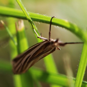 Hednota species near grammellus at O'Connor, ACT - 27 Feb 2022 10:52 AM