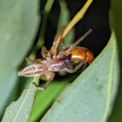 Clubiona sp. (genus) (Unidentified Stout Sac Spider) at Kambah, ACT - 28 Feb 2022 by HelenCross