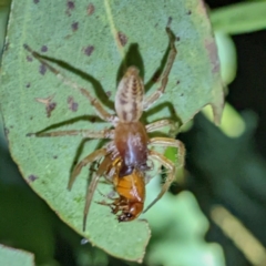 Clubiona sp. (genus) at Kambah, ACT - suppressed