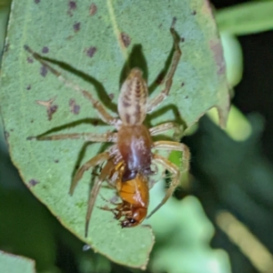 Clubiona sp. (genus) at Kambah, ACT - suppressed