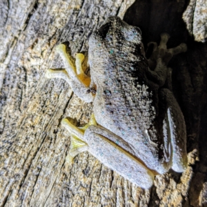 Litoria peronii at Kambah, ACT - 28 Feb 2022