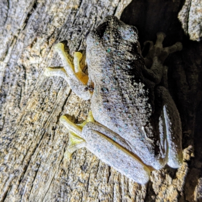 Litoria peronii (Peron's Tree Frog, Emerald Spotted Tree Frog) at Lions Youth Haven - Westwood Farm A.C.T. - 28 Feb 2022 by HelenCross