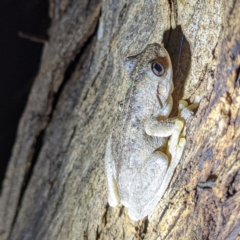 Litoria peronii at Kambah, ACT - 28 Feb 2022