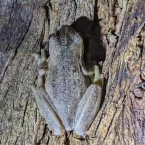 Litoria peronii at Kambah, ACT - suppressed