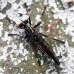 Cerdistus sp. (genus) (Slender Robber Fly) at O'Connor, ACT - 27 Feb 2022 by ibaird