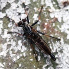 Cerdistus sp. (genus) (Yellow Slender Robber Fly) at O'Connor, ACT - 26 Feb 2022 by ibaird