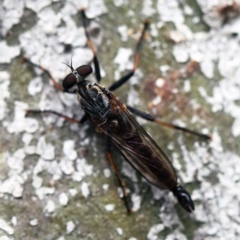 Cerdistus sp. (genus) (Robber fly) at O'Connor, ACT - 26 Feb 2022 by ibaird