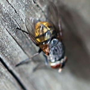 Calliphora stygia at O'Connor, ACT - 27 Feb 2022 11:44 AM