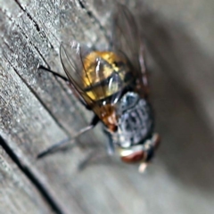 Calliphora stygia (Brown blowfly or Brown bomber) at Sullivans Creek, O'Connor - 27 Feb 2022 by ibaird