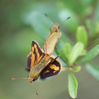 Ocybadistes walkeri (Green Grass-dart) at O'Connor, ACT - 27 Feb 2022 by ibaird