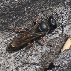Sphecidae or Crabronidae (families) (Unidentified sand wasp) at O'Connor, ACT - 27 Feb 2022 by ibaird