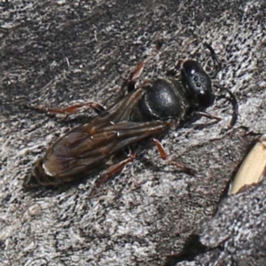 Sphecidae or Crabronidae (families) at O'Connor, ACT - 27 Feb 2022