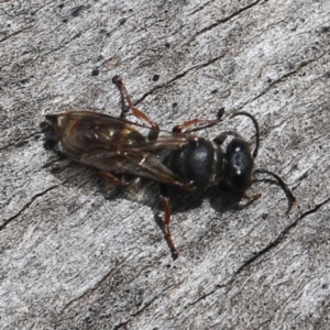 Sphecidae or Crabronidae (families) at O'Connor, ACT - 27 Feb 2022