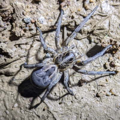 Tasmanicosa sp. (genus) (Unidentified Tasmanicosa wolf spider) at Lions Youth Haven - Westwood Farm - 28 Feb 2022 by HelenCross