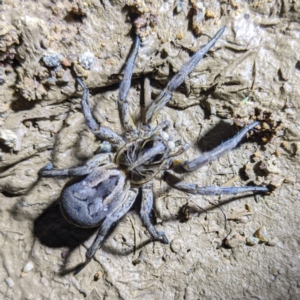 Tasmanicosa sp. (genus) at Kambah, ACT - 28 Feb 2022 09:44 PM