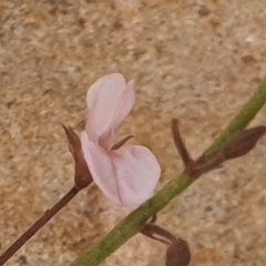 Grona varians (Slender Tick-Trefoil) at Gundaroo, NSW - 1 Mar 2022 by Gunyijan