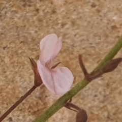 Grona varians (Slender Tick-Trefoil) at Gundaroo, NSW - 1 Mar 2022 by Gunyijan