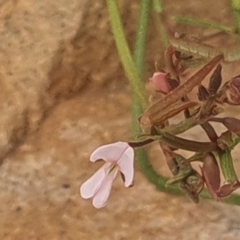 Grona varians at Gundaroo, NSW - 1 Mar 2022 02:34 PM