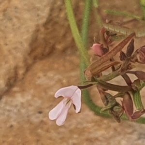 Grona varians at Gundaroo, NSW - 1 Mar 2022 02:34 PM