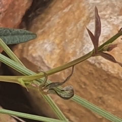 Grona varians at Gundaroo, NSW - 1 Mar 2022 02:34 PM