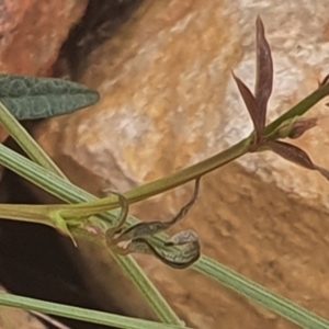 Grona varians at Gundaroo, NSW - 1 Mar 2022 02:34 PM