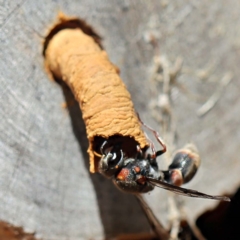 Euodynerus sp. (genus) (Mason Wasp) at O'Connor, ACT - 27 Feb 2022 by ibaird