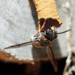 Euodynerus sp. (genus) at O'Connor, ACT - 27 Feb 2022