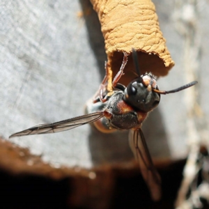 Euodynerus sp. (genus) at O'Connor, ACT - 27 Feb 2022