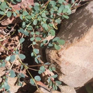 Euphorbia dallachyana at Gundaroo, NSW - 1 Mar 2022