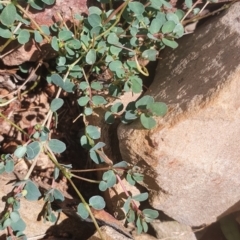 Euphorbia dallachyana (Mat Spurge, Caustic Weed) at Gundaroo, NSW - 1 Mar 2022 by Gunyijan