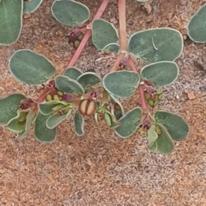 Euphorbia dallachyana at Gundaroo, NSW - 1 Mar 2022