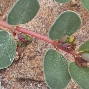 Euphorbia dallachyana at Gundaroo, NSW - 1 Mar 2022