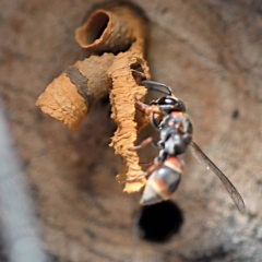 Euodynerus sp. (genus) (Mason Wasp) at Sullivans Creek, O'Connor - 27 Feb 2022 by ibaird