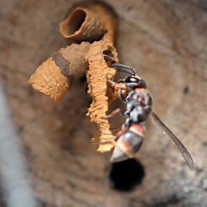 Euodynerus sp. (genus) at O'Connor, ACT - 27 Feb 2022